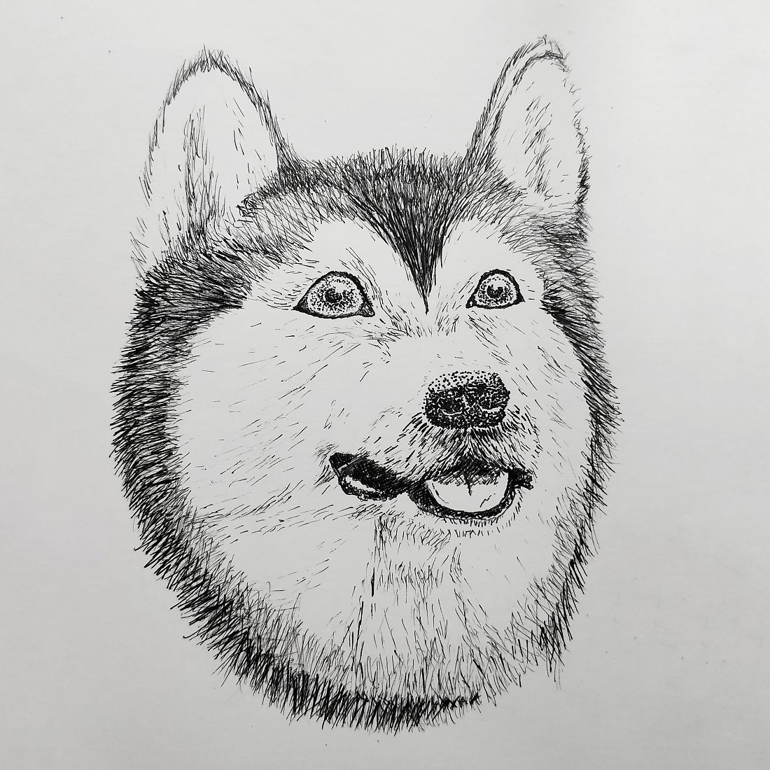 Day 6: Husky